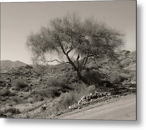 Lone Metal Print featuring the photograph Lone Tree by Gordon Beck