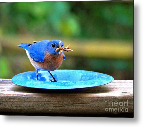 Bluebird Metal Print featuring the photograph Look What I Found by Sue Melvin