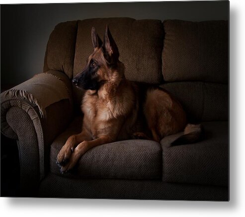 German Shepherd Dogs Metal Print featuring the photograph Looking Out The Window - German Shepherd Dog by Angie Tirado