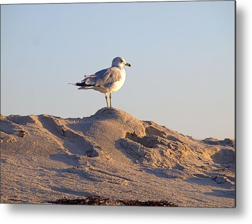 Shore Metal Print featuring the photograph Lookout by Newwwman