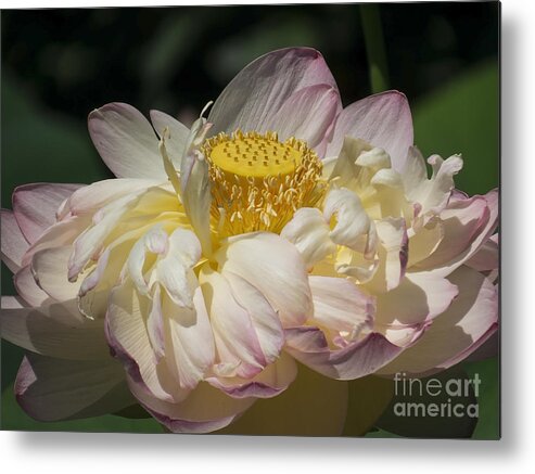 Flowers Metal Print featuring the photograph Lotus 2015 by Lili Feinstein