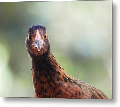 Chickens Hen Pose Nature Wild Wildlife Animal Bird Bird-watching Comical Funny Bird Photography Metal Print featuring the photograph Love That Smile by Jan Gelders