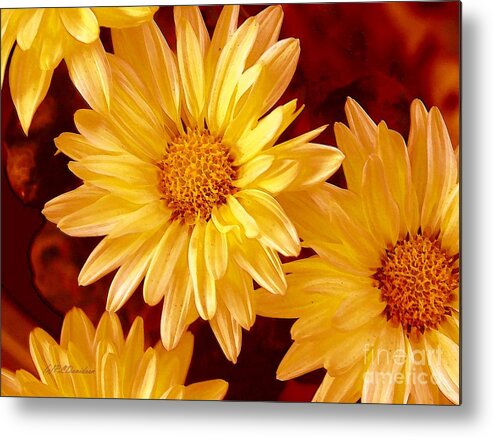 Flowers Metal Print featuring the photograph Lovely Mums by Pat Davidson
