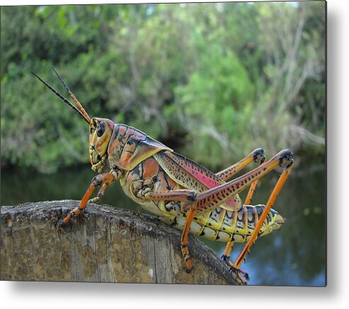 Insect Metal Print featuring the photograph Lubber Grasshopper by Carl Moore