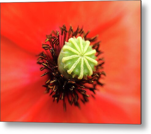 Poppy Metal Print featuring the photograph Macro poppy by Paulo Goncalves