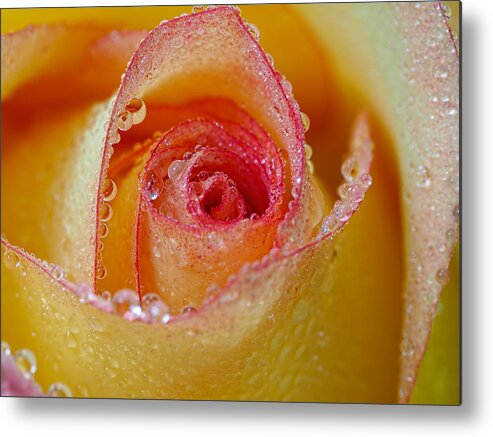 Rose Metal Print featuring the photograph Macro Yellow and Red Rose by Brad Boland