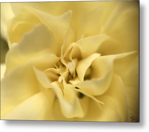 Yellow Metal Print featuring the photograph Macro Yellow Rose by Marian Lonzetta