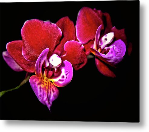 Top-artist Metal Print featuring the photograph Magenta Phaleonopsis Orchid by Joyce Dickens