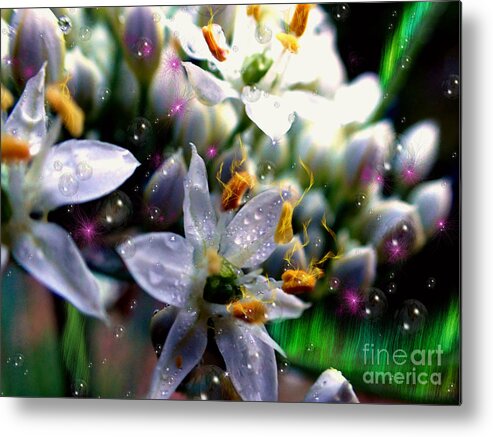 White Metal Print featuring the photograph Magic Blossoms by Nicole Angell