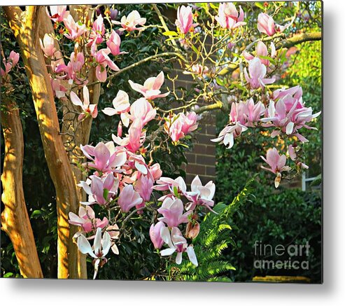 Magnolia Metal Print featuring the photograph Magnolias And Sunshine by Leanne Seymour