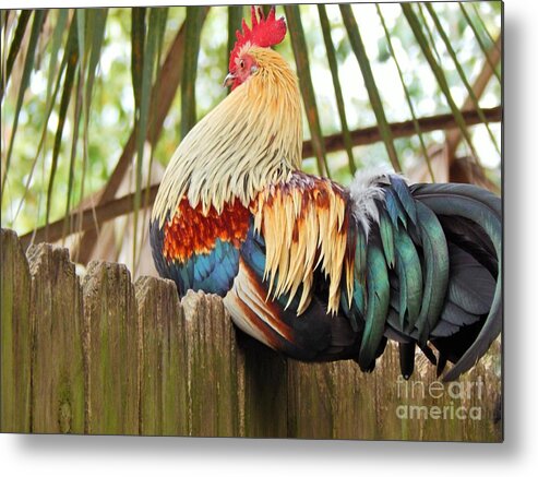 Rooster Metal Print featuring the photograph Majestic by Jan Gelders