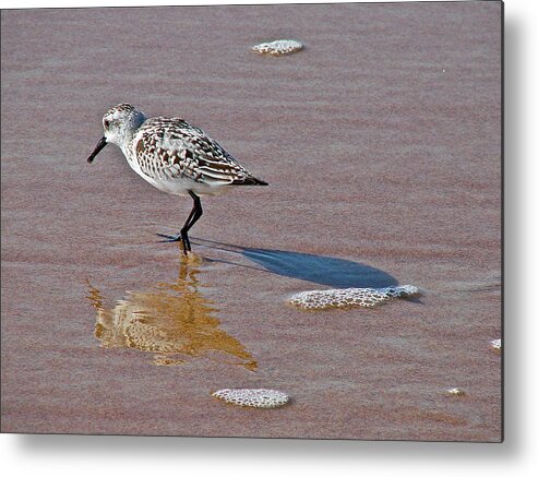 Bird Metal Print featuring the photograph Making Its Mark by Diana Hatcher