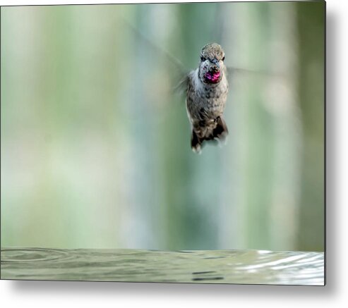 Male Metal Print featuring the photograph Male Anna's Hummingbird 8386 by Tam Ryan