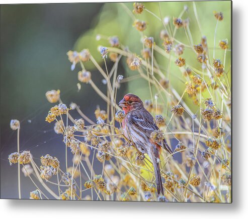 Gilbert Metal Print featuring the photograph Male House Finch 7335 by Tam Ryan