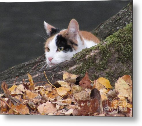 Cat Metal Print featuring the photograph Ducks Watching by Kim Tran