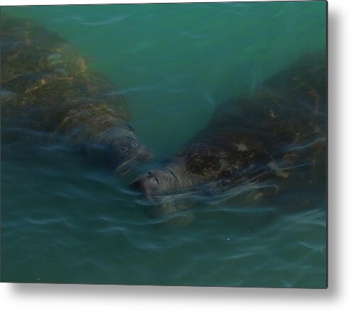 Manatee Metal Print featuring the photograph Manatees Head for Air by Lynda Dawson-Youngclaus