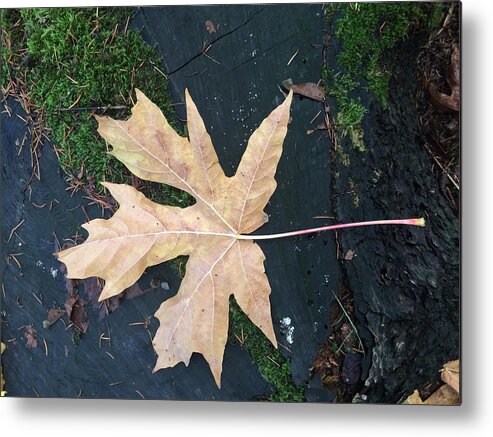 Maple Metal Print featuring the photograph Maple Leaf Eh by Travis Crockart