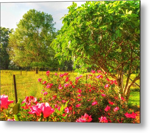 Roses Metal Print featuring the photograph Marie's Roses by Lanita Williams