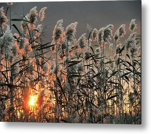 Sunset Metal Print featuring the photograph Marshland Sunset 2 by Jerry Connally