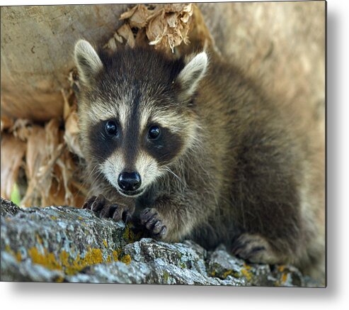 James Melissa Peterson Nature Photography Wildlife Animal Baby Babies Animals Critter Critters Raccoon Raccoons Coon Coons Washing Bear Bears Trouble Kit Kits Pets Pet Tree Trees Woods Forest Forests Rodent Rodents Mammal Mammals Summer Minnesota Mn Adorable Cute Cutie Cuties Backyard Close-up Macro Detail Exotic Outdoor Outdoors Portrait Portraits Mask Masked Bandit Bandits Nocturnal Orphan Orphaned Sweet Mischief Beautiful Brown Boy's Room Family Gifts For Natural Environment Habitat Metal Print featuring the photograph Masked Bandit by James Peterson