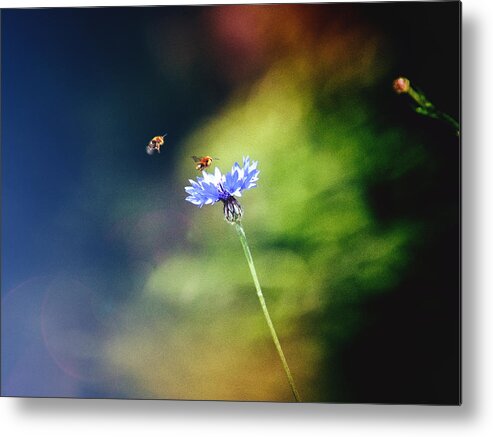 Common Cornflower Metal Print featuring the photograph Life in the meadow by Jaroslav Buna