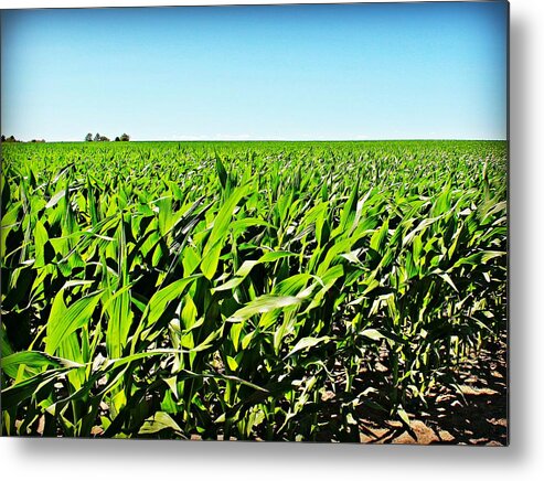  Metal Print featuring the photograph Metamora Corn Field by Mary Pille