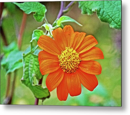 Mexican Sunflower Along White Pine Trail Near Rockford Metal Print featuring the photograph Mexican Sunflower along White Pine Trail in Kent County, Michigan by Ruth Hager