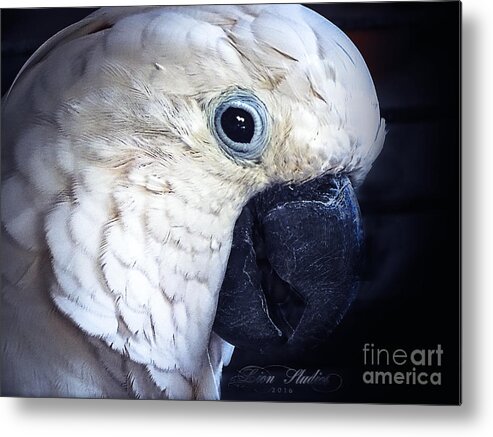 Moluccan Metal Print featuring the photograph Moluccan Cockatoo by Melissa Messick