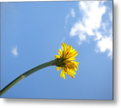 Dandelion Metal Print featuring the photograph Mommy's 1st Flower by Diannah Lynch