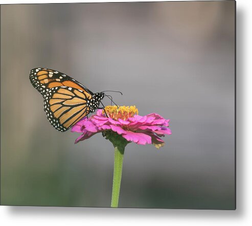 Monarch Butterfly Metal Print featuring the photograph Monarch 2017-11 by Thomas Young