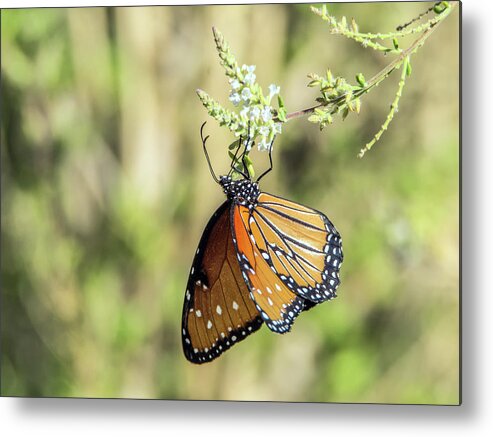 Monarch Metal Print featuring the photograph Monarch Butterfly 7504-101017-2cr by Tam Ryan