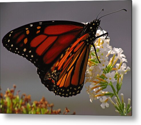 Monarch Metal Print featuring the photograph Monarch Butterfly by Juergen Roth
