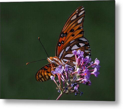 Green Background Metal Print featuring the photograph Monarch Butterfly on a Butterfly Bush by Paula Ponath