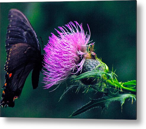 Greeting Cards Metal Print featuring the photograph Monarch Butterfly on Milk Thistle by Lori Miller