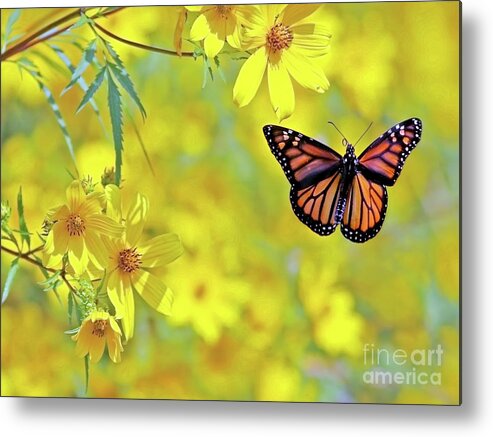 Monarch Metal Print featuring the photograph Monarch on Yellow by Art Cole