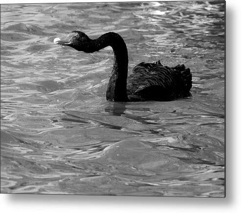 Black Swan Metal Print featuring the photograph Monochrome Swimming Black Swan 000  by Christopher Mercer