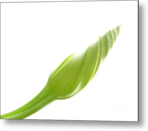 Moonflower Metal Print featuring the photograph Moonflower Vine Bud on White by Anna Lisa Yoder