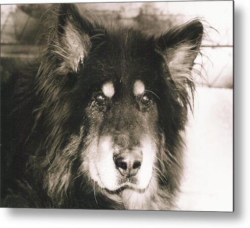 Dogs Metal Print featuring the photograph Moose Close-Up by Sandra Dalton