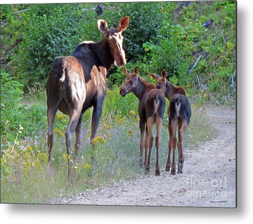 Moose Metal Print featuring the photograph Moose Mom and babies by Cindy Murphy - NightVisions