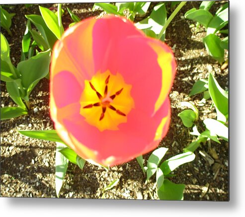 Flower Metal Print featuring the photograph Morning Blossom by Kicking Bear Productions