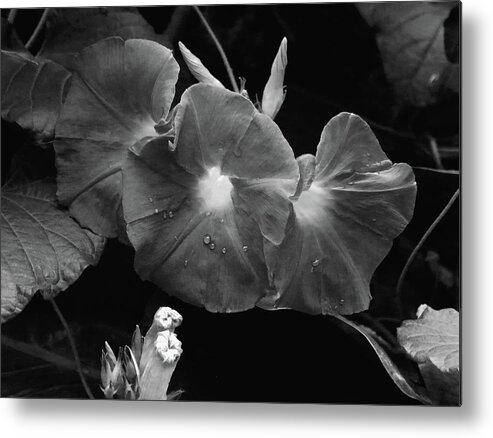 Morning Glory Metal Print featuring the photograph Morning Glory Monochrome by Jeff Townsend