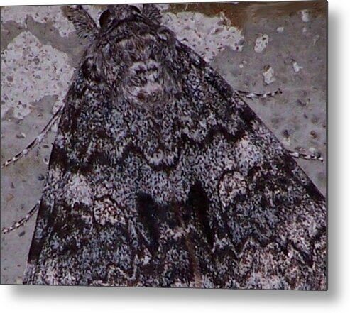 Nature Metal Print featuring the photograph Moth Study by Lila Mattison