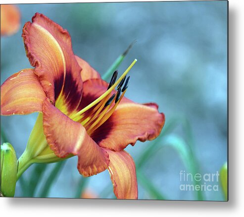 Daylilly Metal Print featuring the photograph Mr. Brown's Daylilly 001 by Ausra Huntington nee Paulauskaite