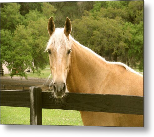Horse Metal Print featuring the photograph Mr. Ed by Adele Moscaritolo
