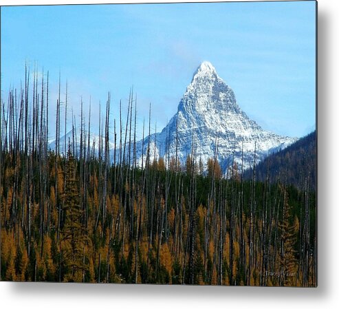 Fall Metal Print featuring the photograph Mt St Nicolas After the Fire by Tracey Vivar