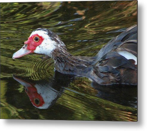 Duck Metal Print featuring the photograph Muscovy Reflection by Carl Moore