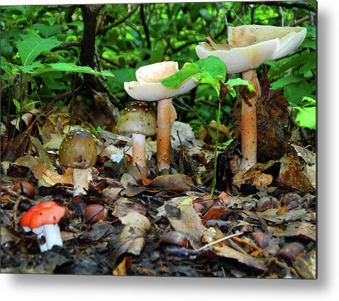 Mushrooms On Bear Mountain Metal Print featuring the photograph Mushroom Family by Raymond Salani III