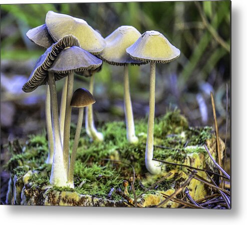 Nature Metal Print featuring the photograph Family of Mushrooms by WAZgriffin Digital