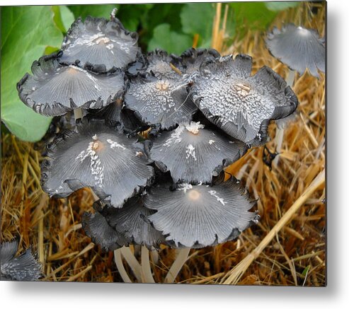 Mushrooms Metal Print featuring the photograph Mushrooms on the Straw by Kent Lorentzen