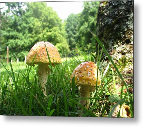 Mushrooms Metal Print featuring the photograph Mushrooms by Scarlett Royale
